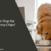 Can Dogs Eat Shrimp Chips