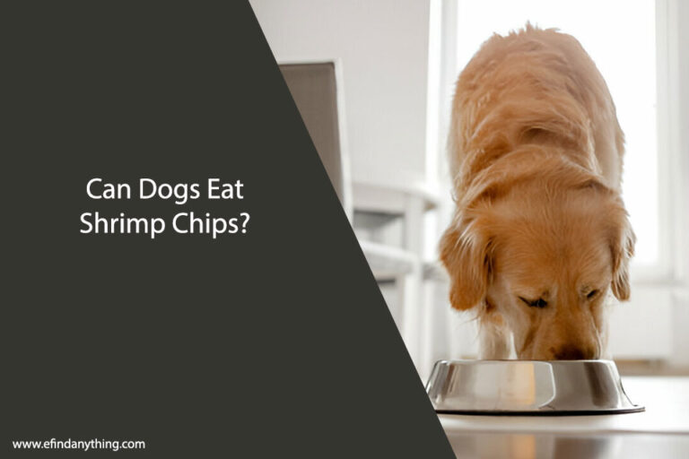 Can Dogs Eat Shrimp Chips
