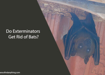 Do Exterminators Get Rid of Bats