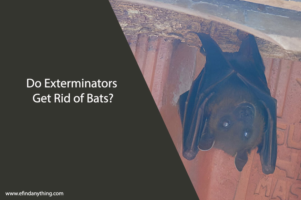 Do Exterminators Get Rid of Bats