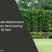 How Regular Maintenance Keeps Your Yard