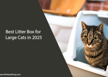 Litter Box for Large Cats