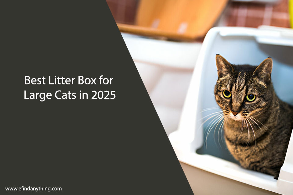 Litter Box for Large Cats