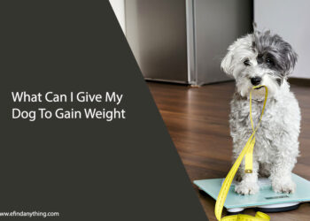 What Can I Give My Dog To Gain Weight