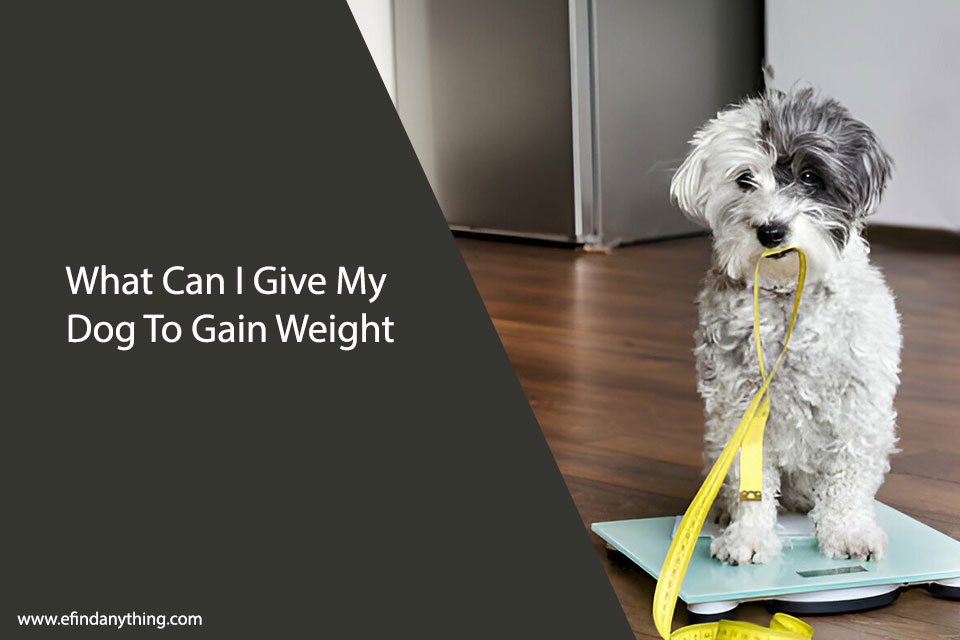 What Can I Give My Dog To Gain Weight