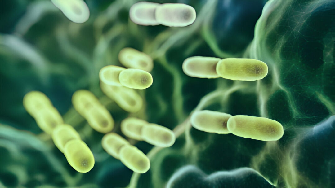 Understanding E. coli O26: Risk Factors and Vulnerable Populations