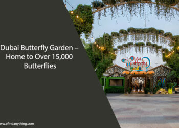 Dubai Butterfly Garden – Home to Over 15,000 Butterflies