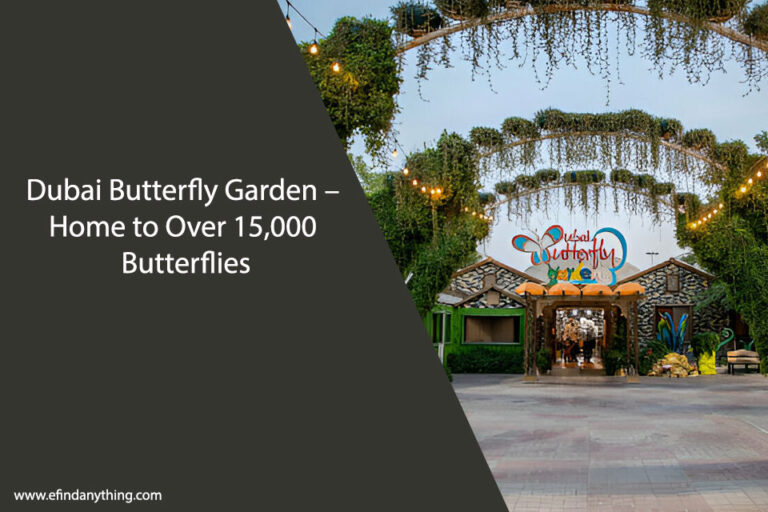 Dubai Butterfly Garden – Home to Over 15,000 Butterflies