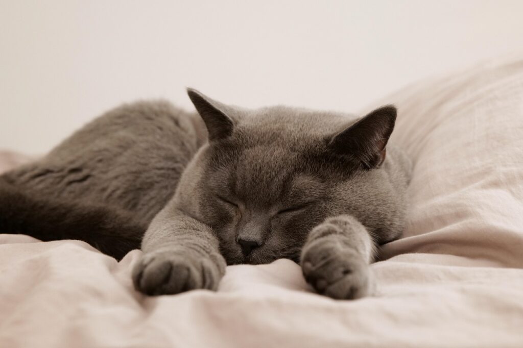 Pet Boarding vs. Pet Sitting