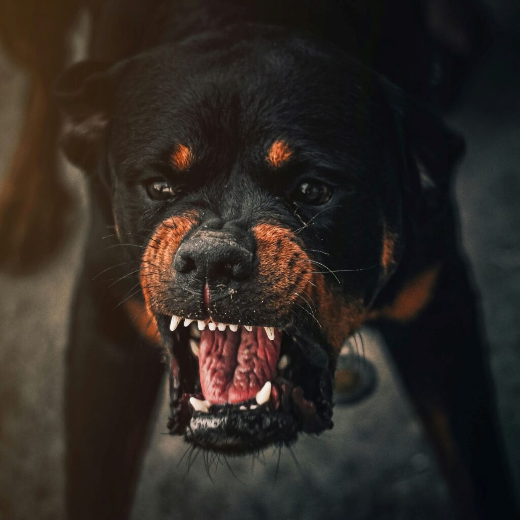 Aggression and Play in Dogs