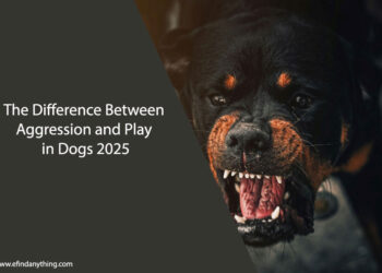 The Difference Between Aggression and Play in Dogs