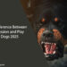 The Difference Between Aggression and Play in Dogs