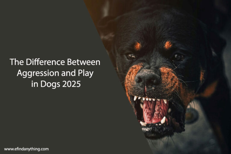 The Difference Between Aggression and Play in Dogs