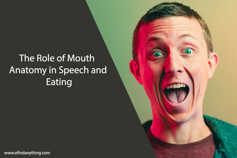 The Role of Mouth Anatomy in Speech and Eating