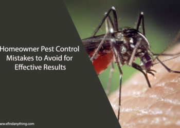 Homeowner Pest Control Mistakes to Avoid for Effective Results