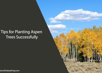Planting Aspen Trees