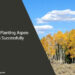 Planting Aspen Trees