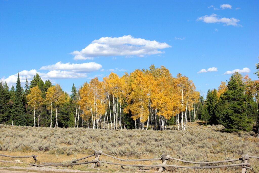 Planting Aspen Trees