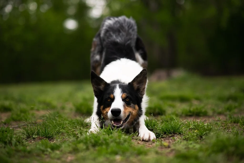 Smartest Dog Breeds