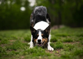 Smartest Dog Breeds