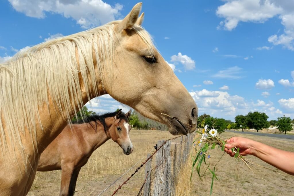 Owning a Race Horse