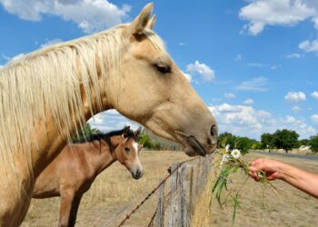 Owning a Race Horse