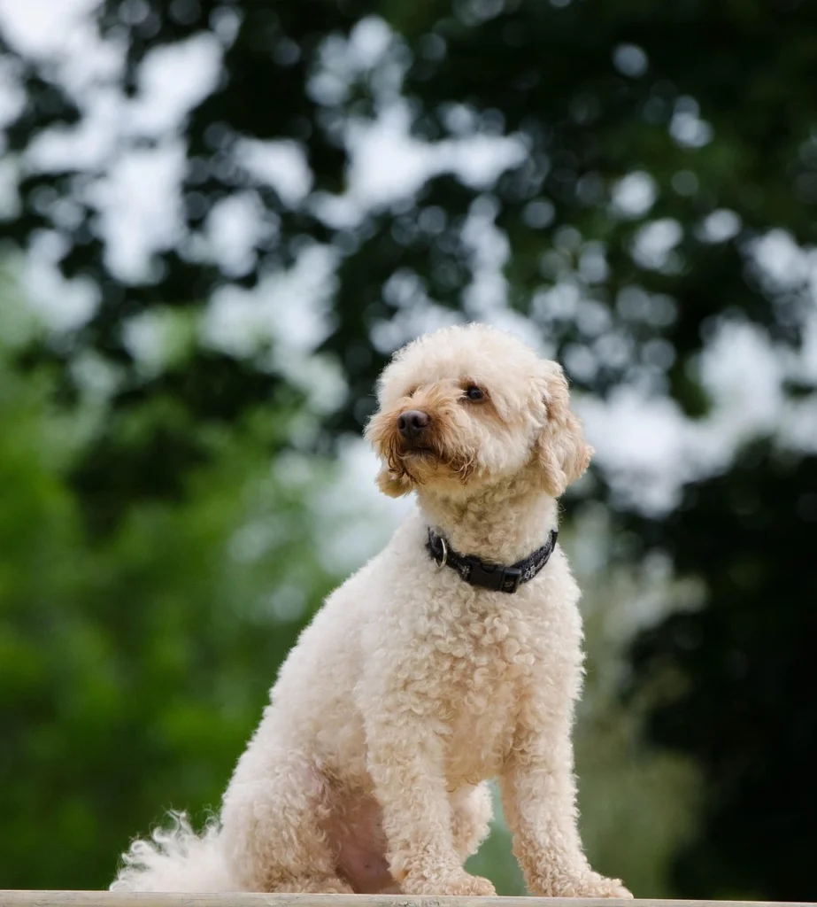 Smartest Dog Breeds