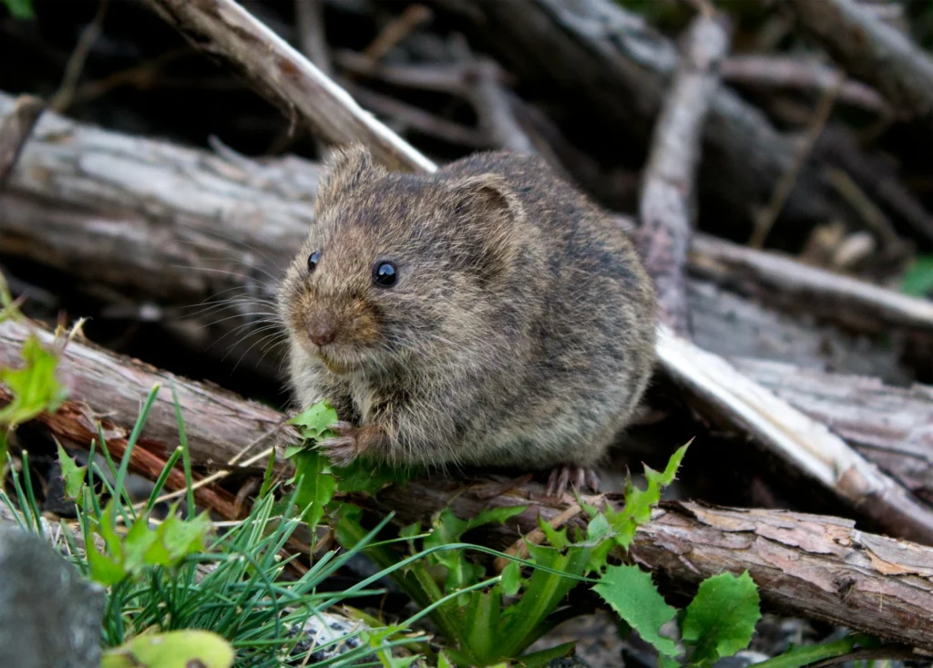 What Plants Do Mice Eat