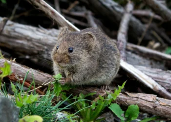 What Plants Do Mice Eat