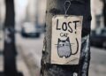 Finding lost pets