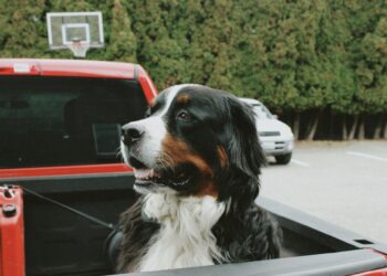 Holiday planning with pets