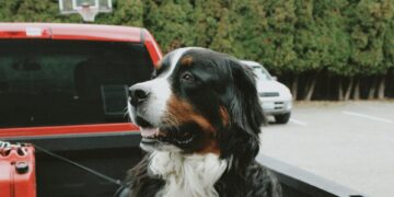 Holiday planning with pets