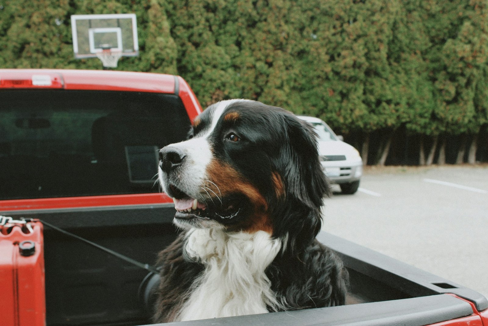 Holiday planning with pets