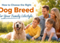 choose the right dog breed for your family lifestyle