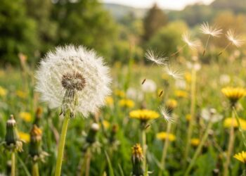 dandelion seeds