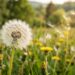 dandelion seeds