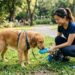 best treatment for dog bad breath
