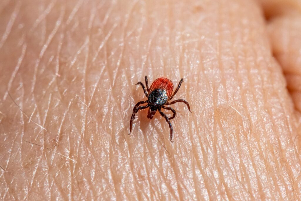 seasonal pest problems