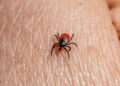 seasonal pest problems