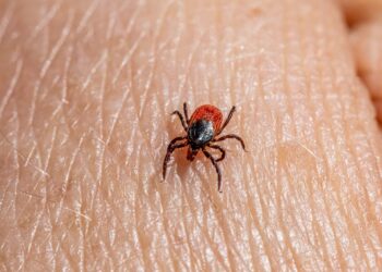 seasonal pest problems