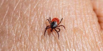 seasonal pest problems
