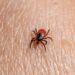 seasonal pest problems