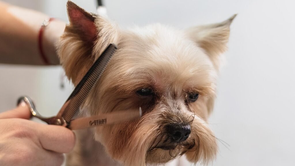 dog grooming routine
