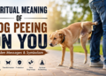 spiritual meaning of dog peeing on you