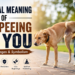 spiritual meaning of dog peeing on you
